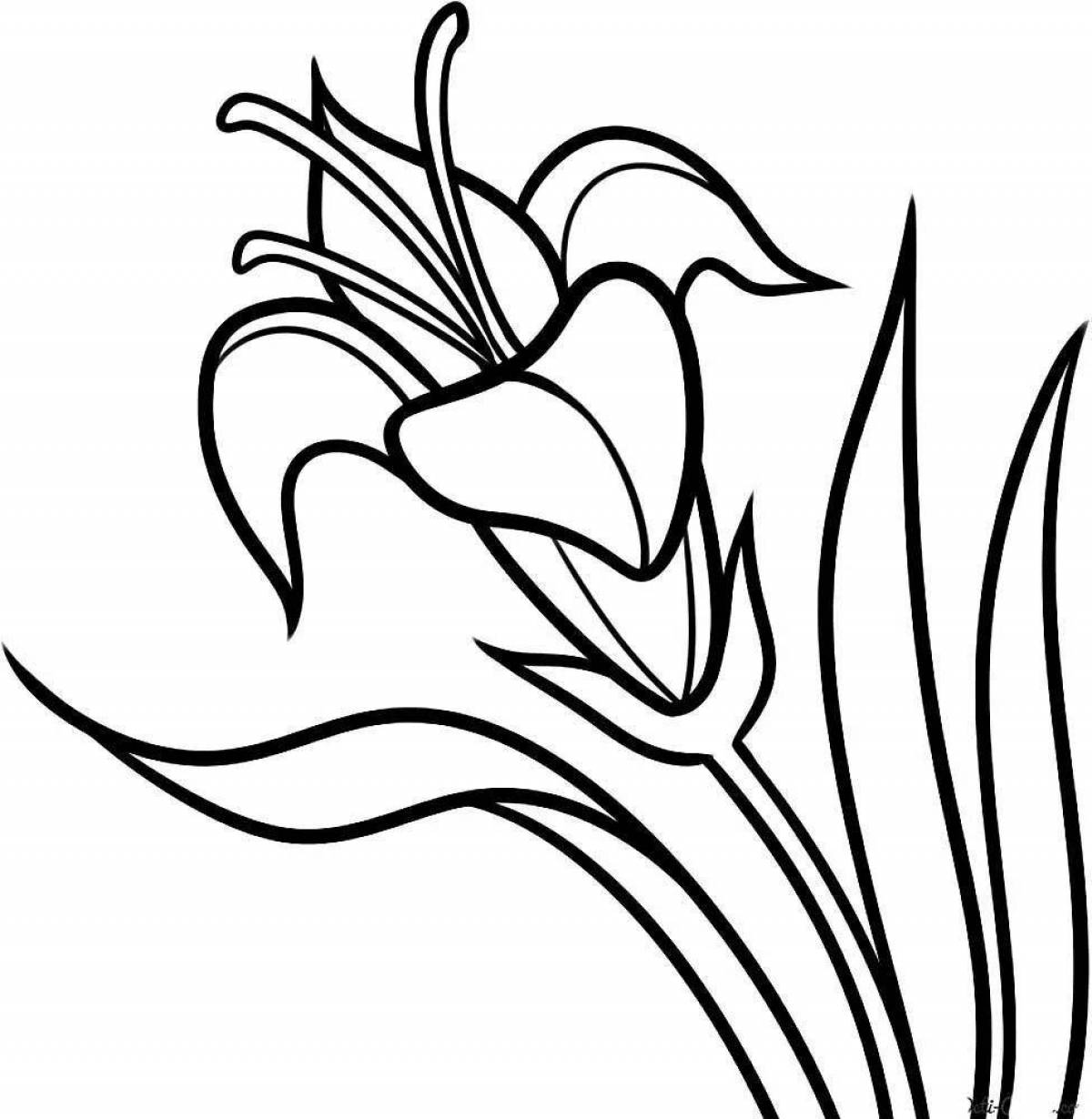 Coloring book shining lily for children