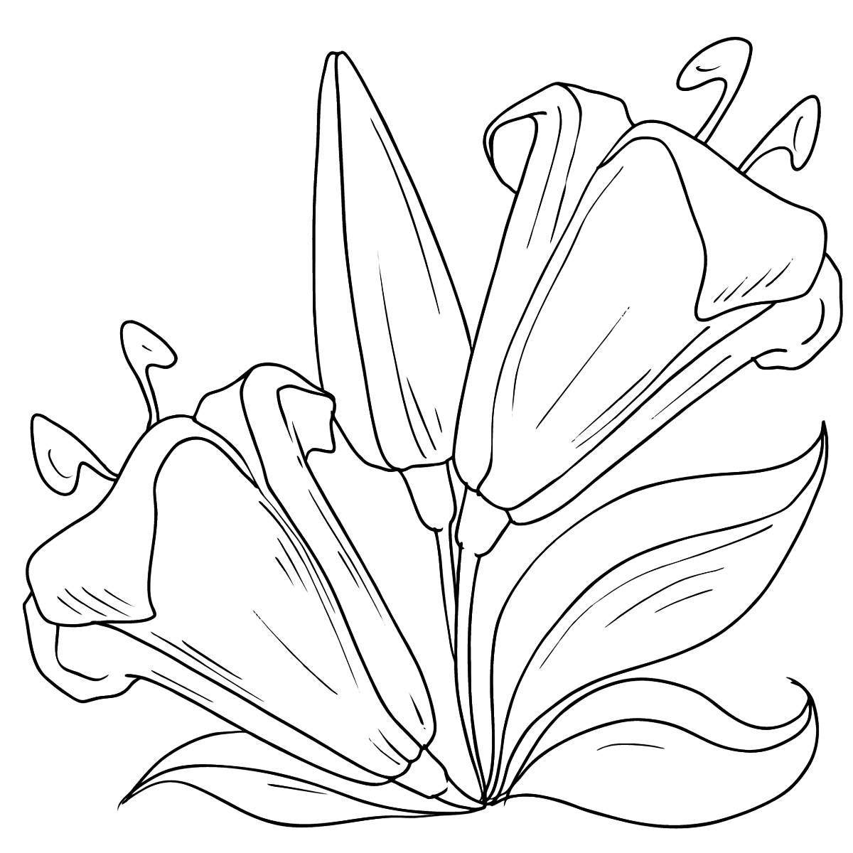 Photo Delightful lily coloring book for kids