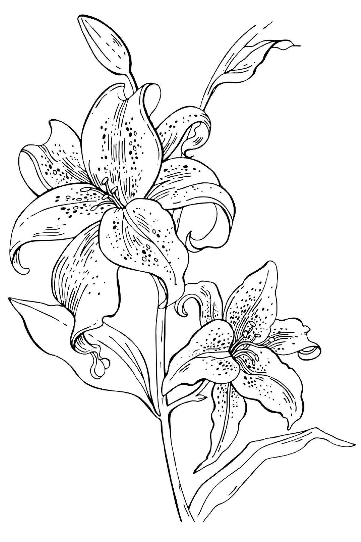 Joyful lily coloring pages for kids