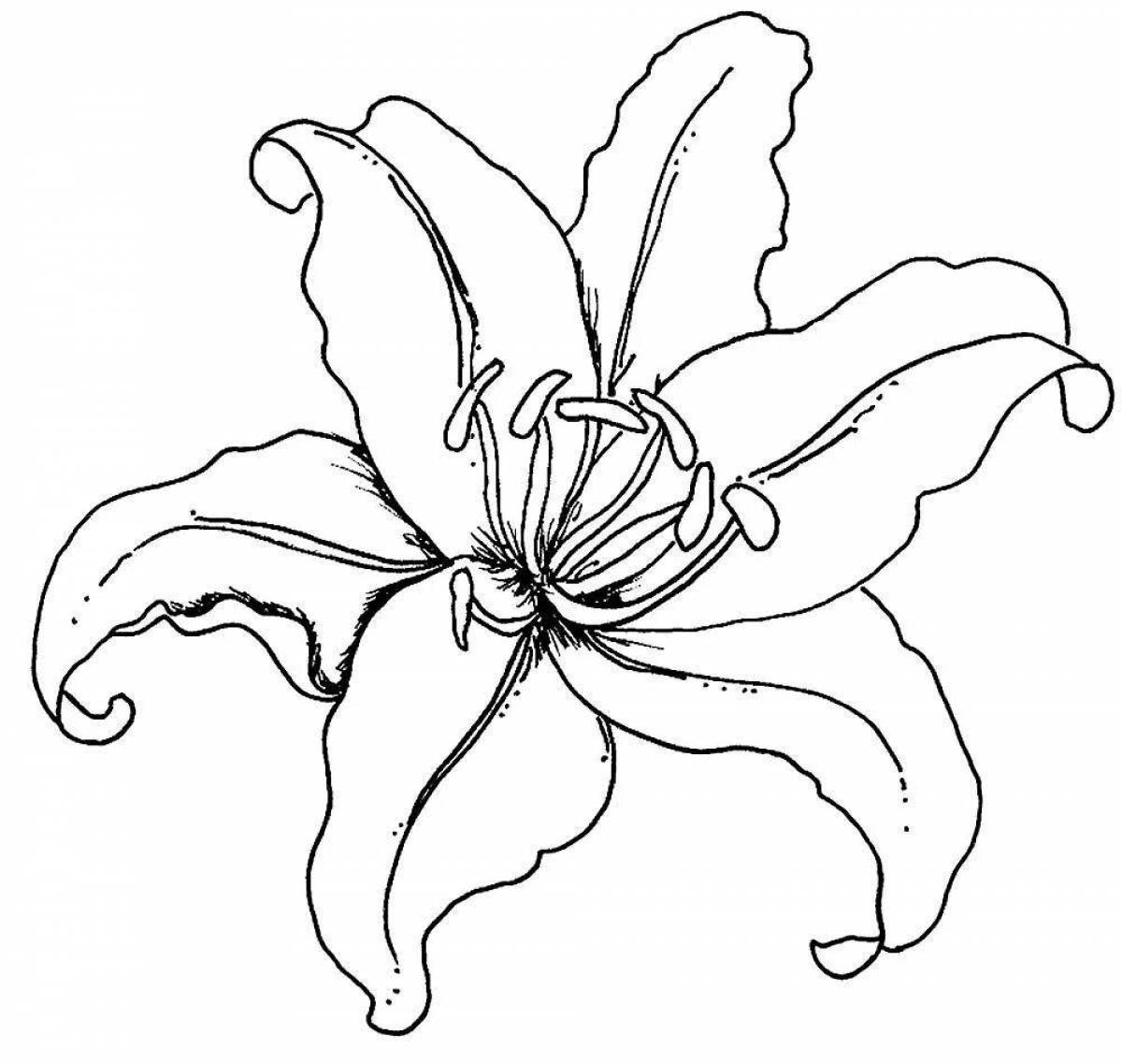 Little lily coloring pages for kids