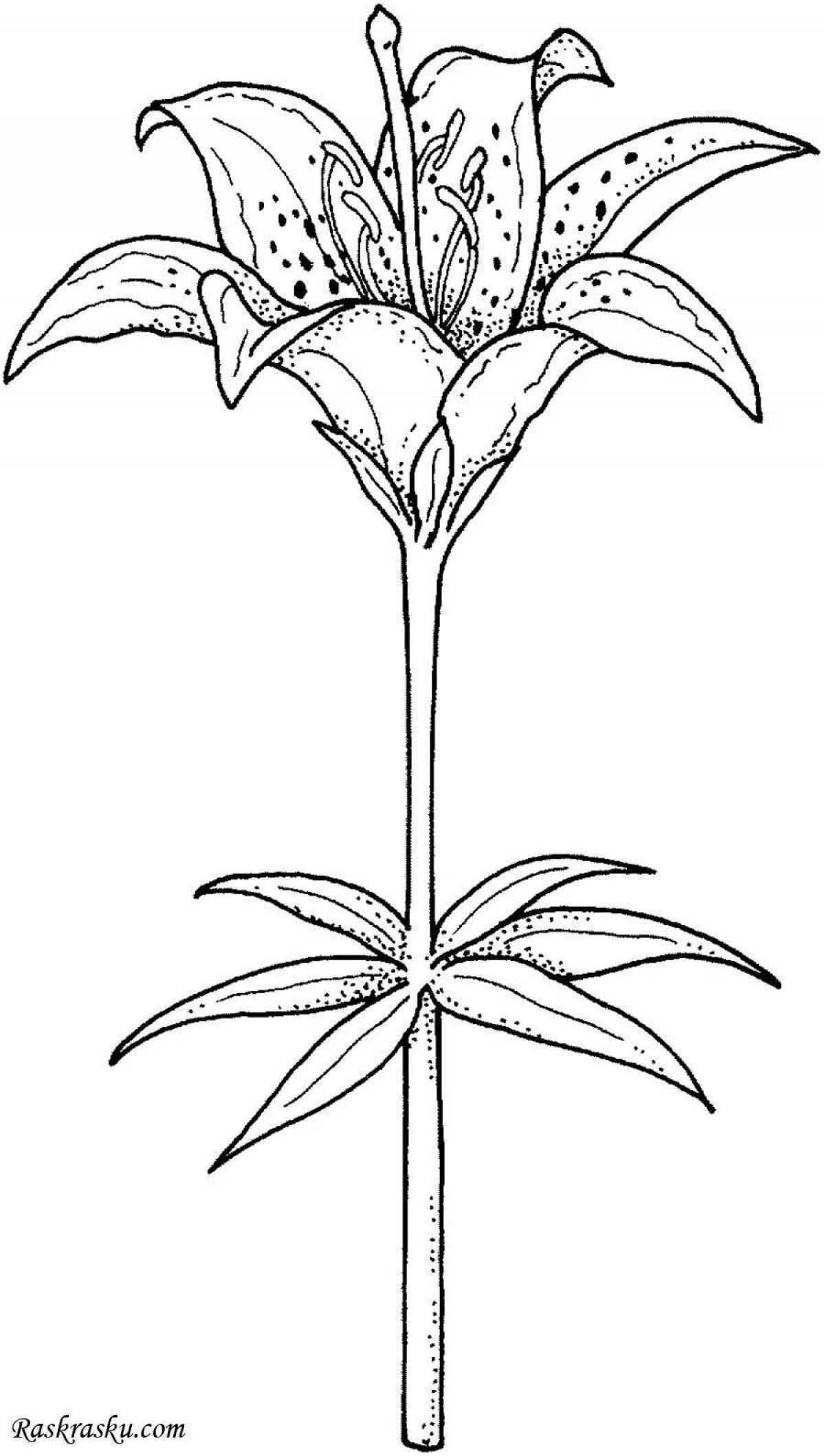Violent lily coloring pages for kids