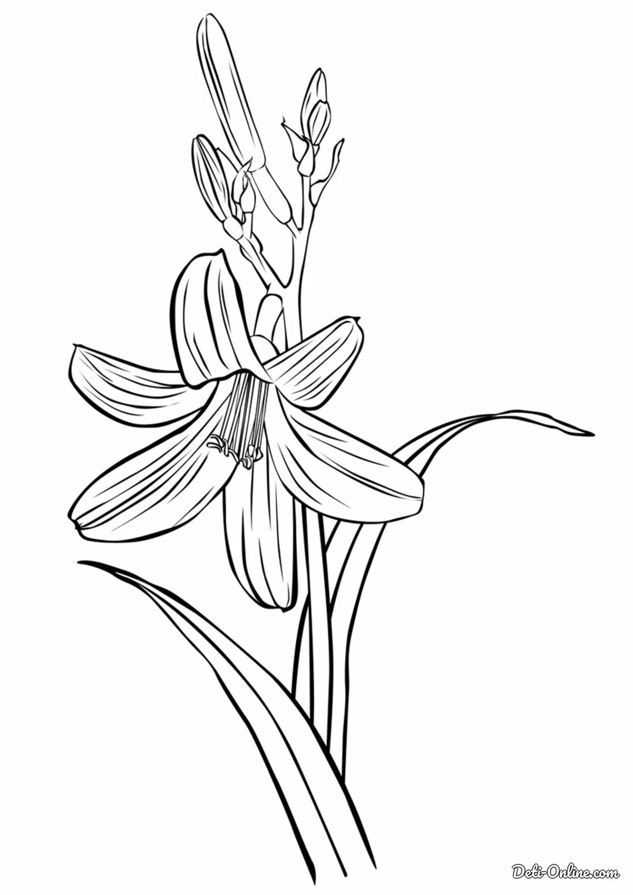 Photo Lily for children #3