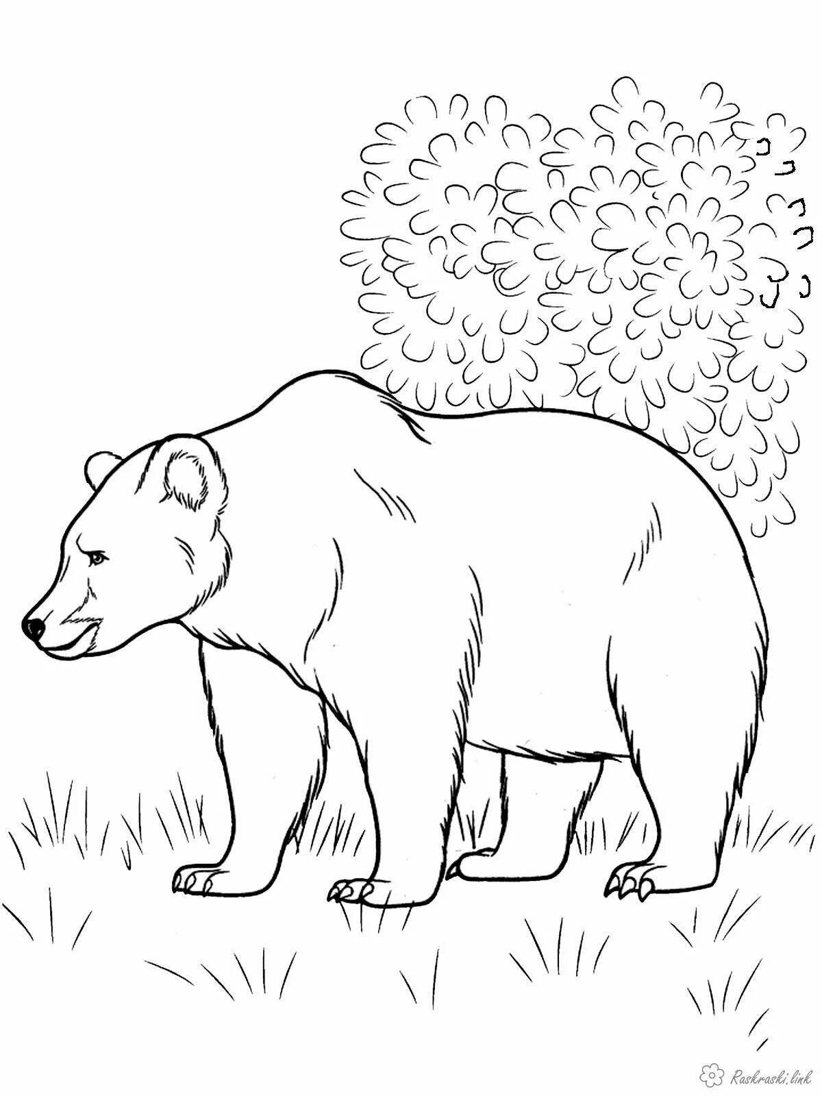 Ferocious bear coloring page