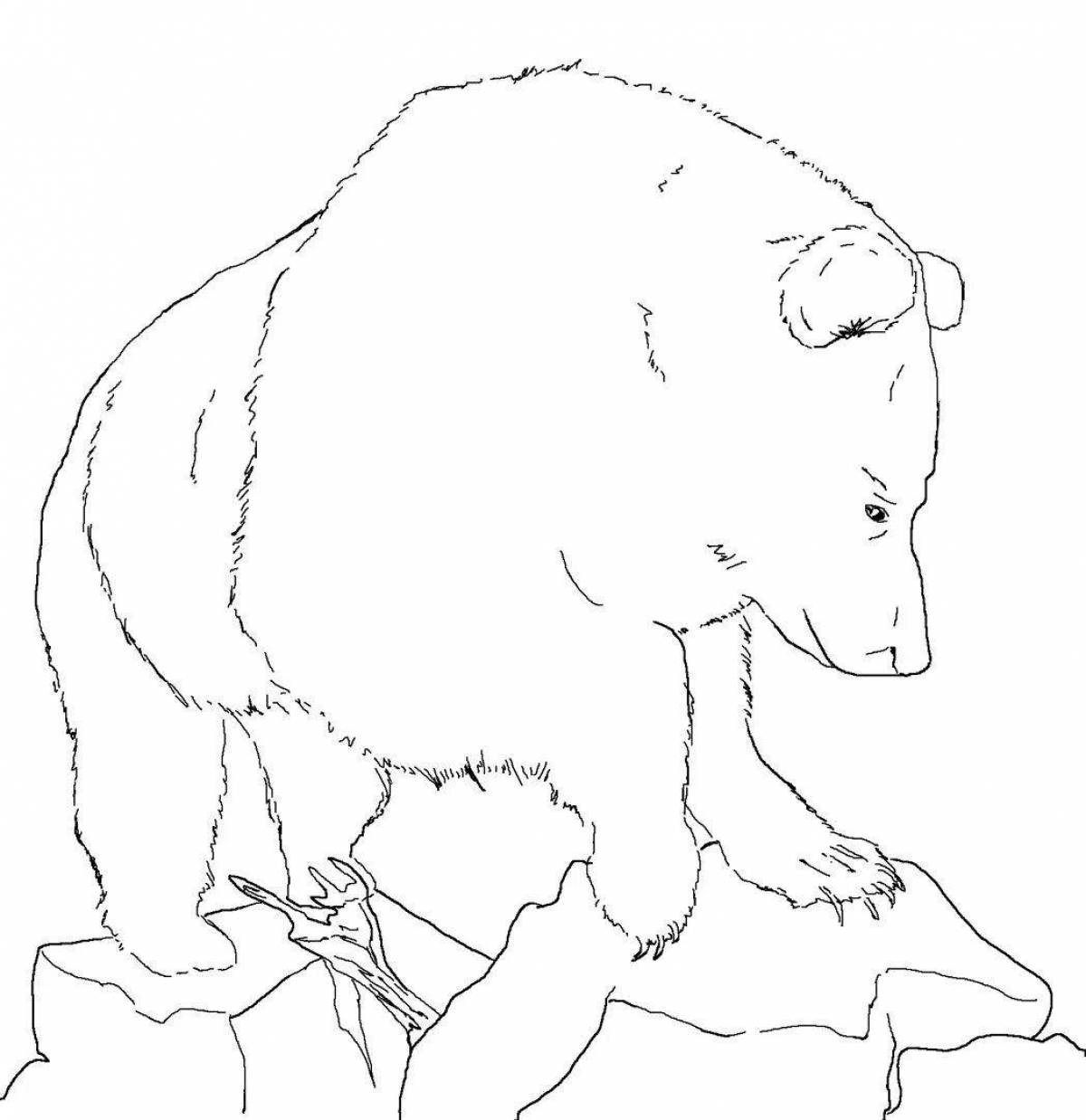 Раскраска милый медведь