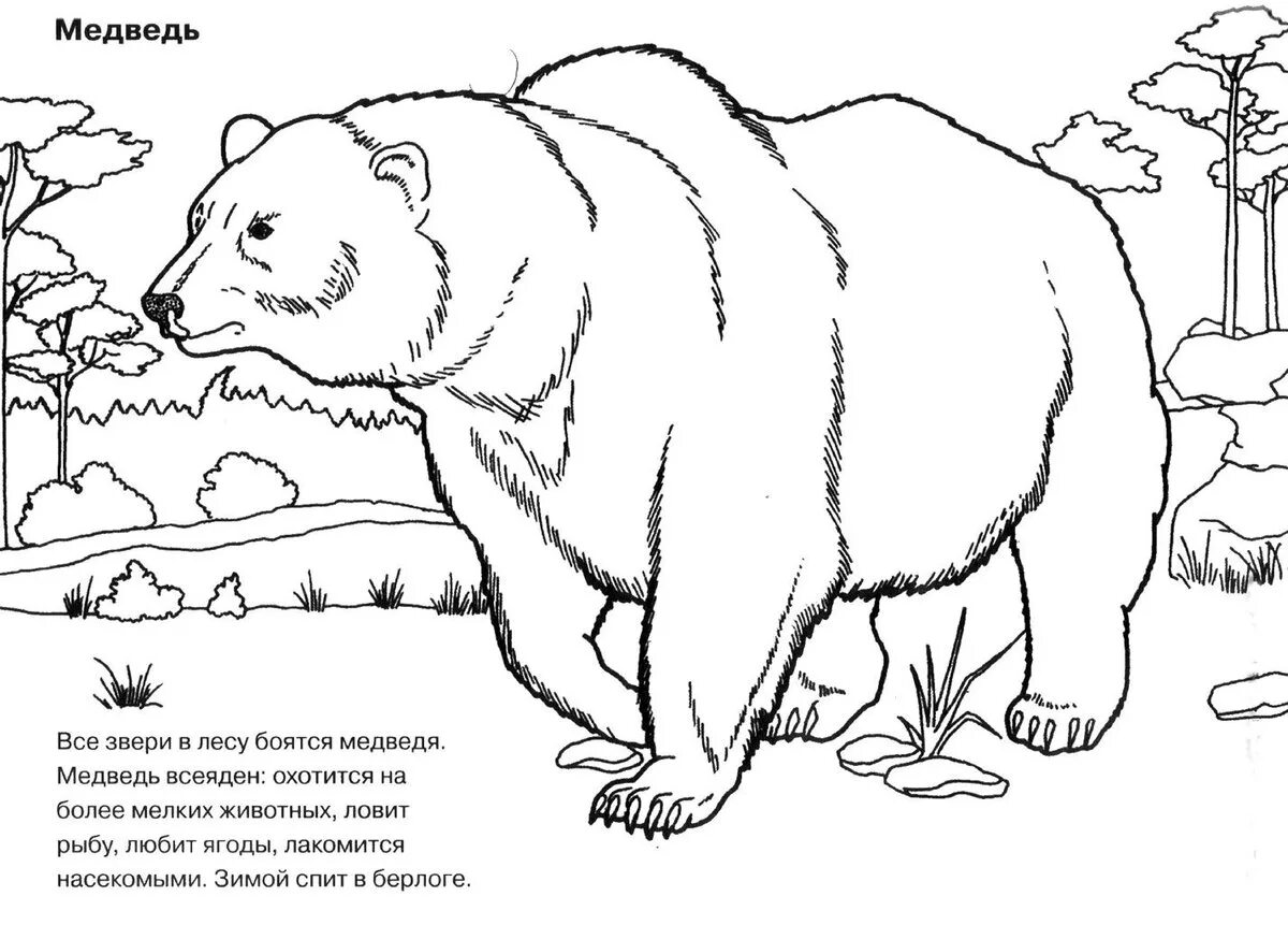 Дикие животные медведь #10