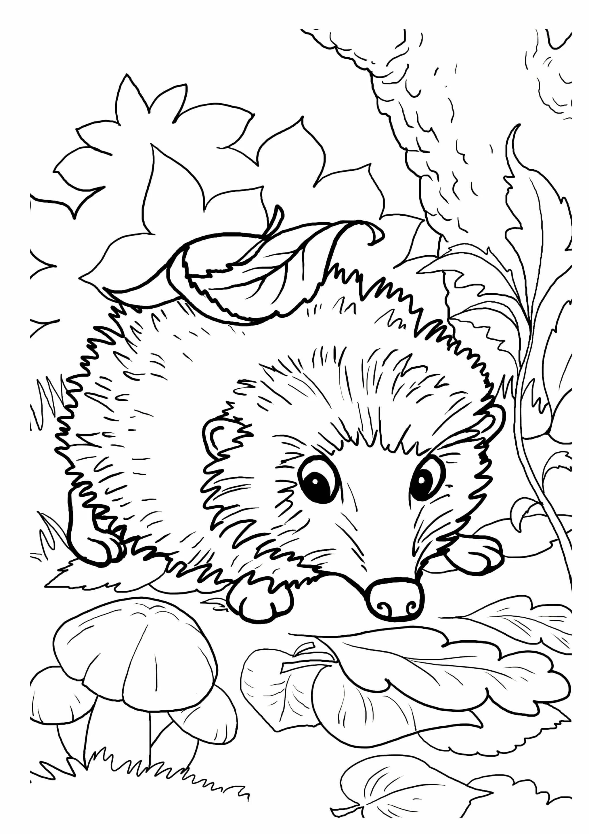 Hedgehog in the forest #2