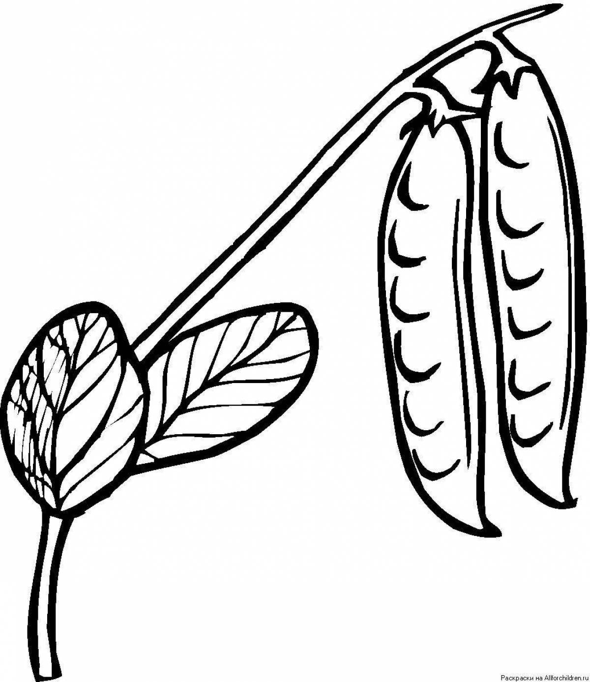 Outstanding baby bean coloring page