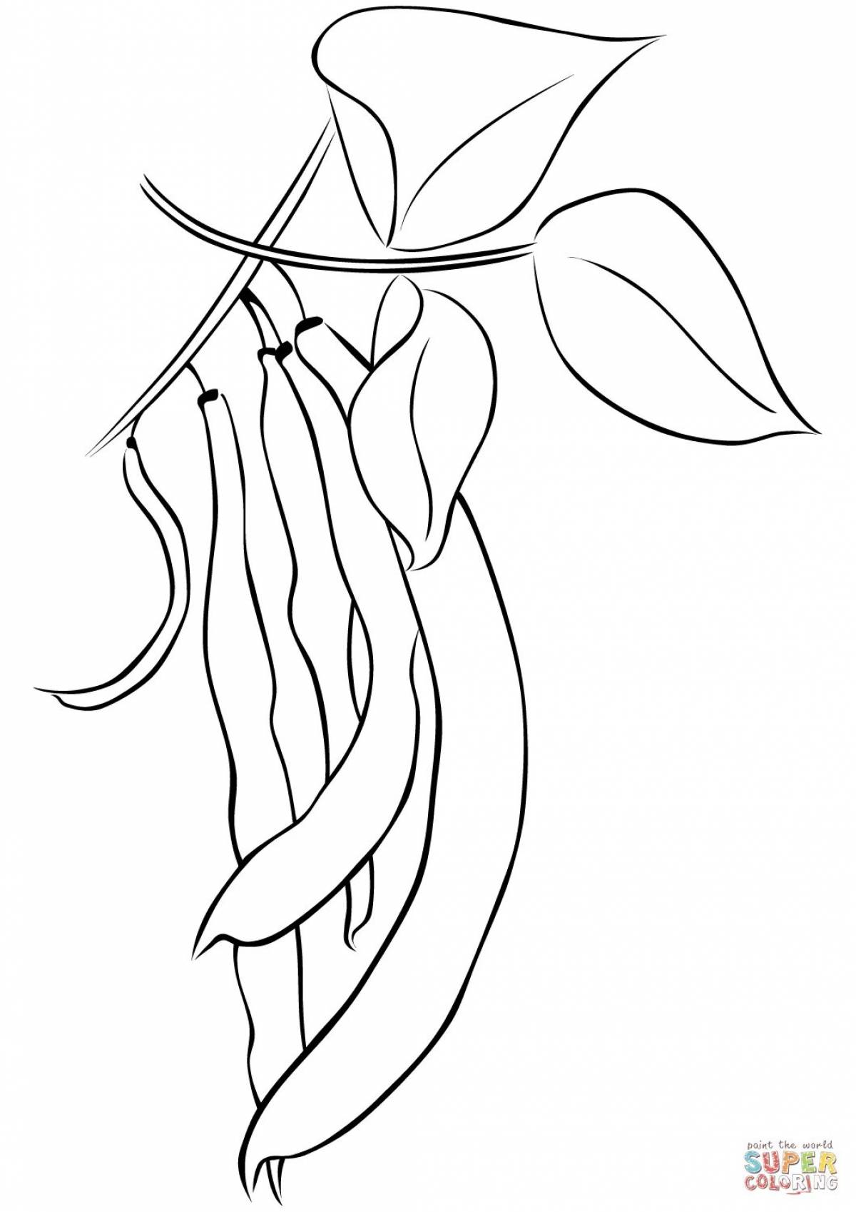 Photo Adorable bean coloring for kids