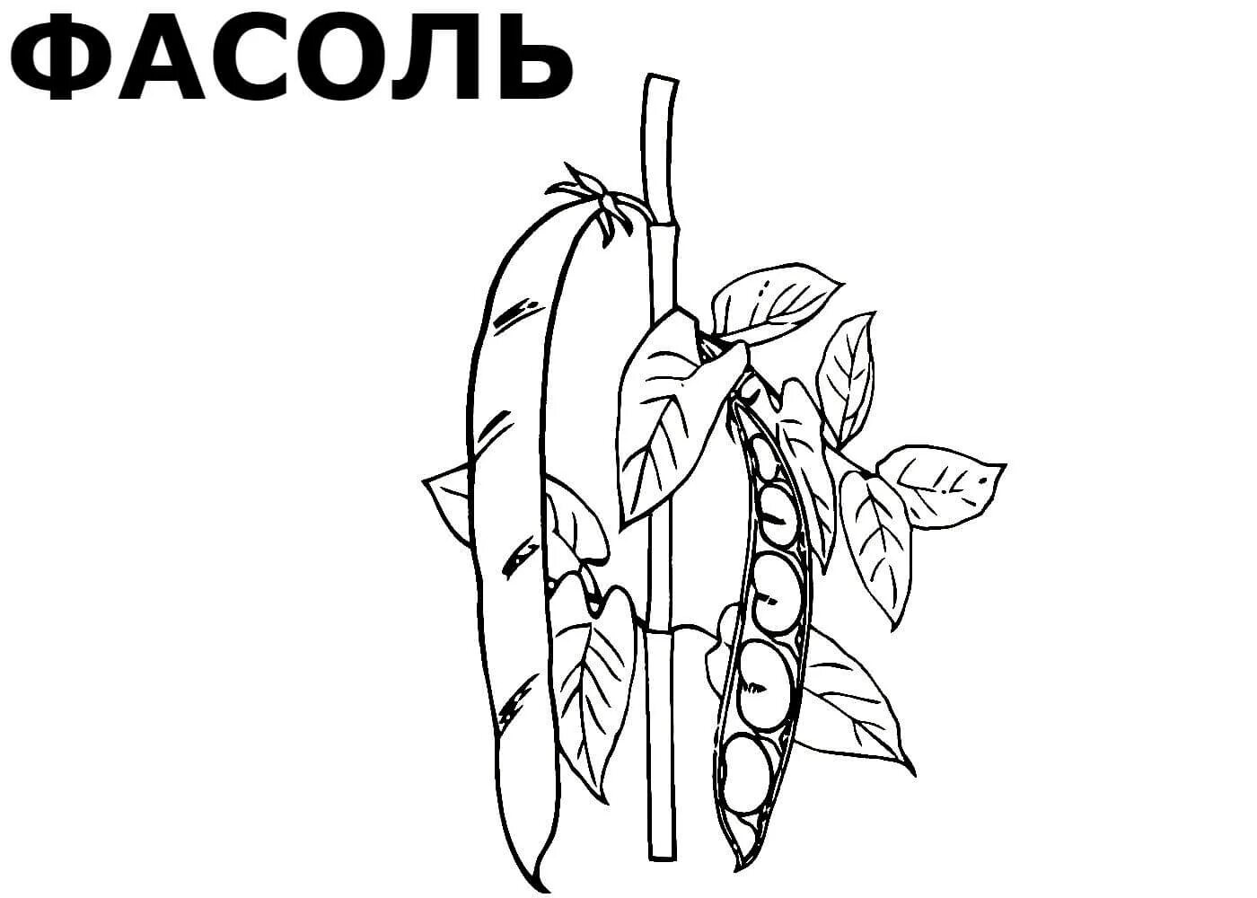 Adorable bean coloring page for students