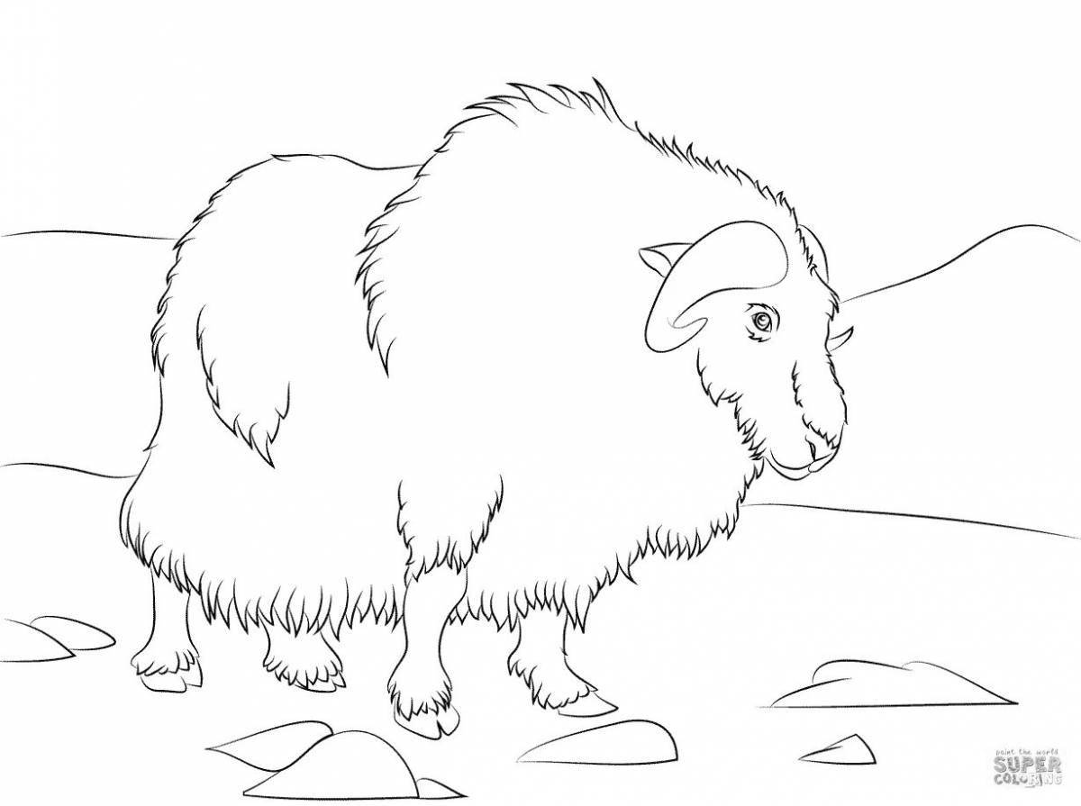 Cute yak coloring pages for kids