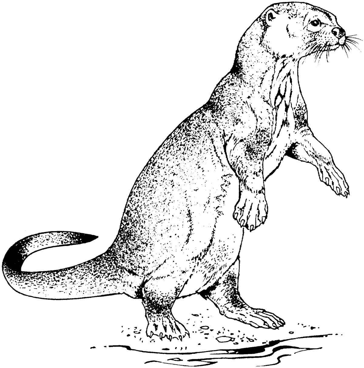 Восхитительная раскраска выдра для детей