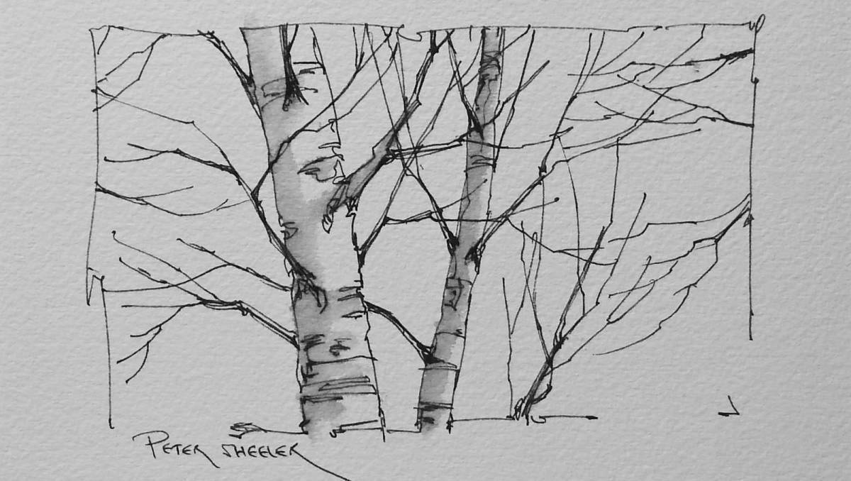 Coloring serene birch in the snow