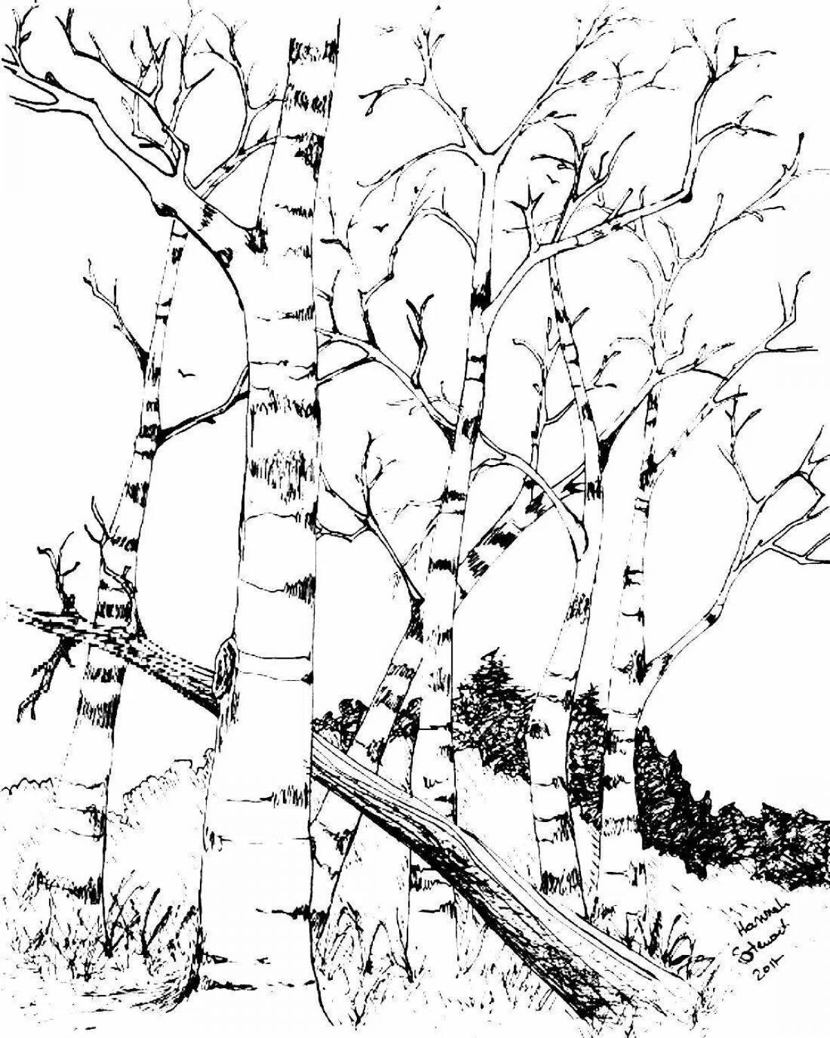 Coloring book gorgeous birch in the snow