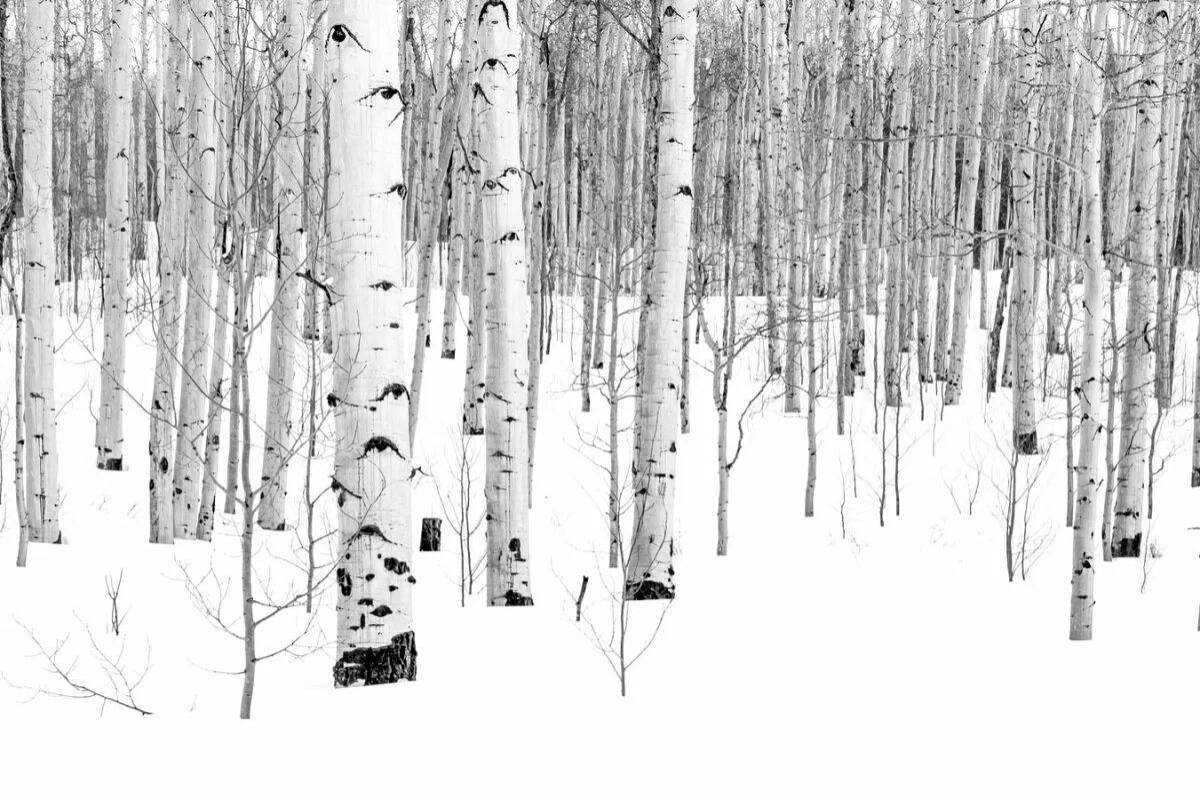 Coloring book shining birch in the snow