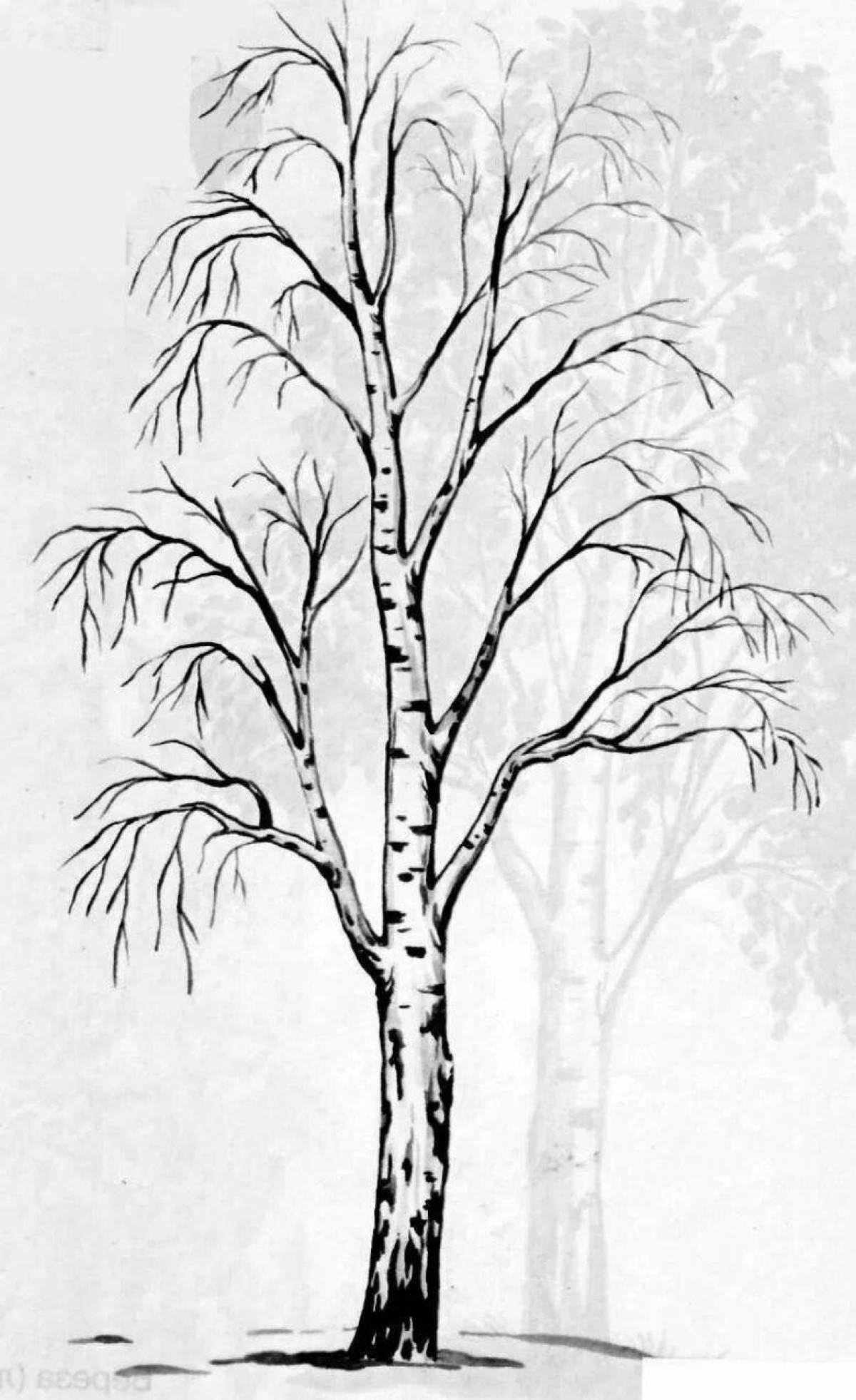 Exquisite birch in snow coloring book