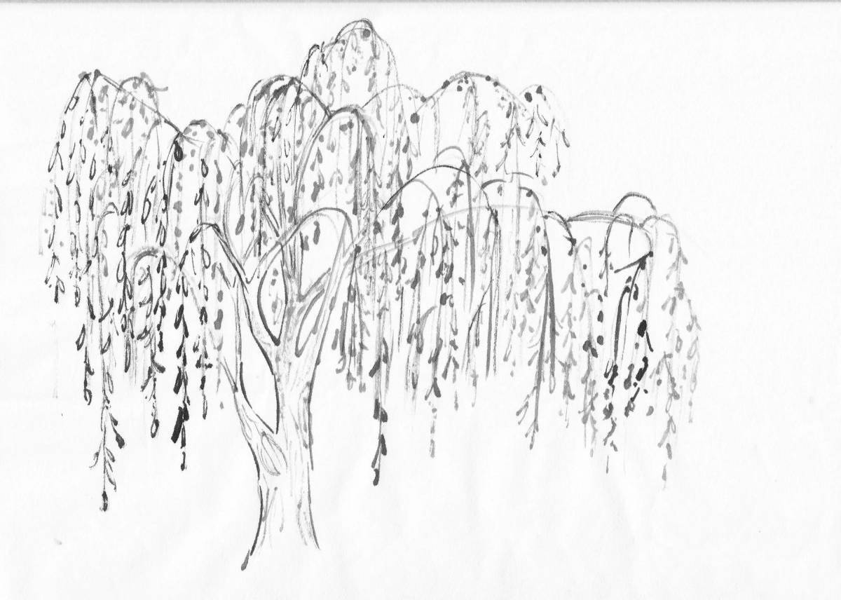 Coloring page graceful birch in the snow