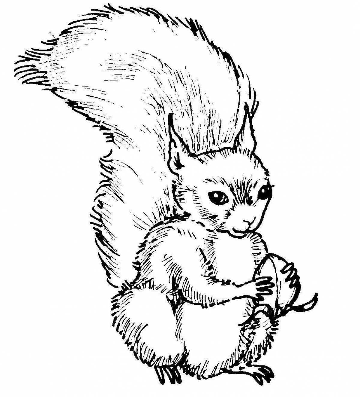 Fun squirrel coloring