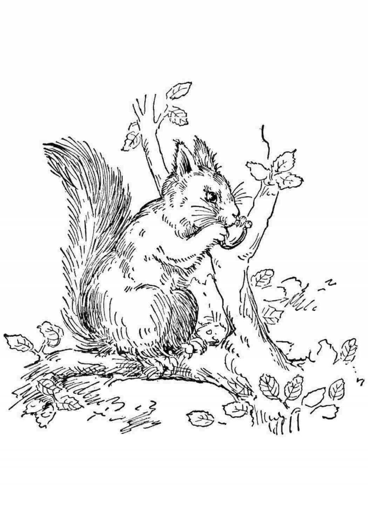 Animated squirrel coloring