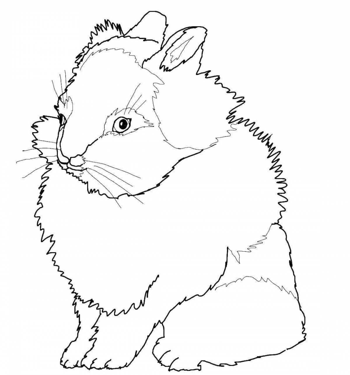 Coloring book witty rabbit and cat