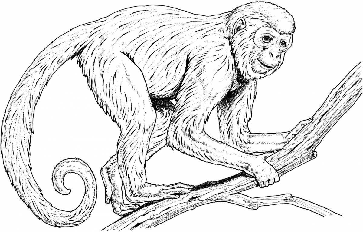 Раскраска обезьянка житков