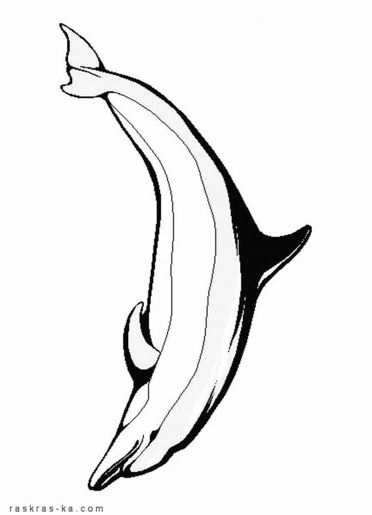 Cute white dolphin coloring book