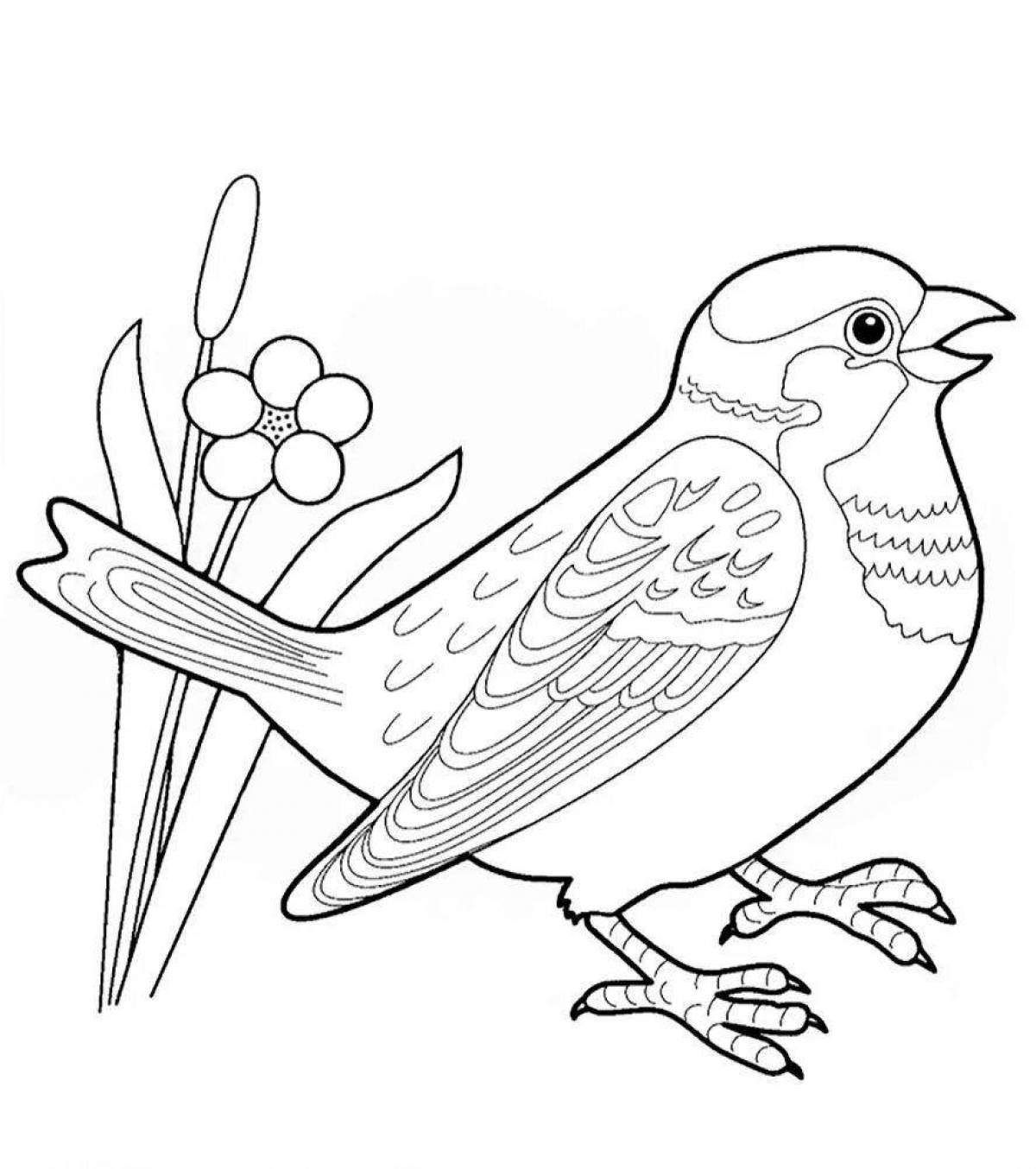 Coloring book dazzling sparrow for kids