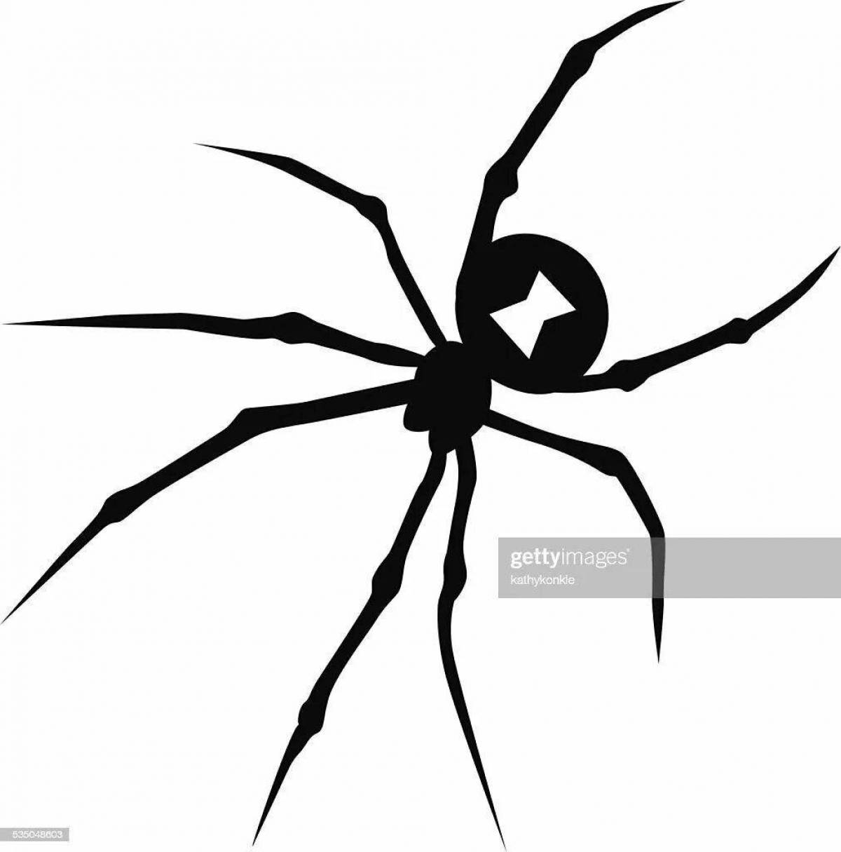 Bright coloring black widow spider