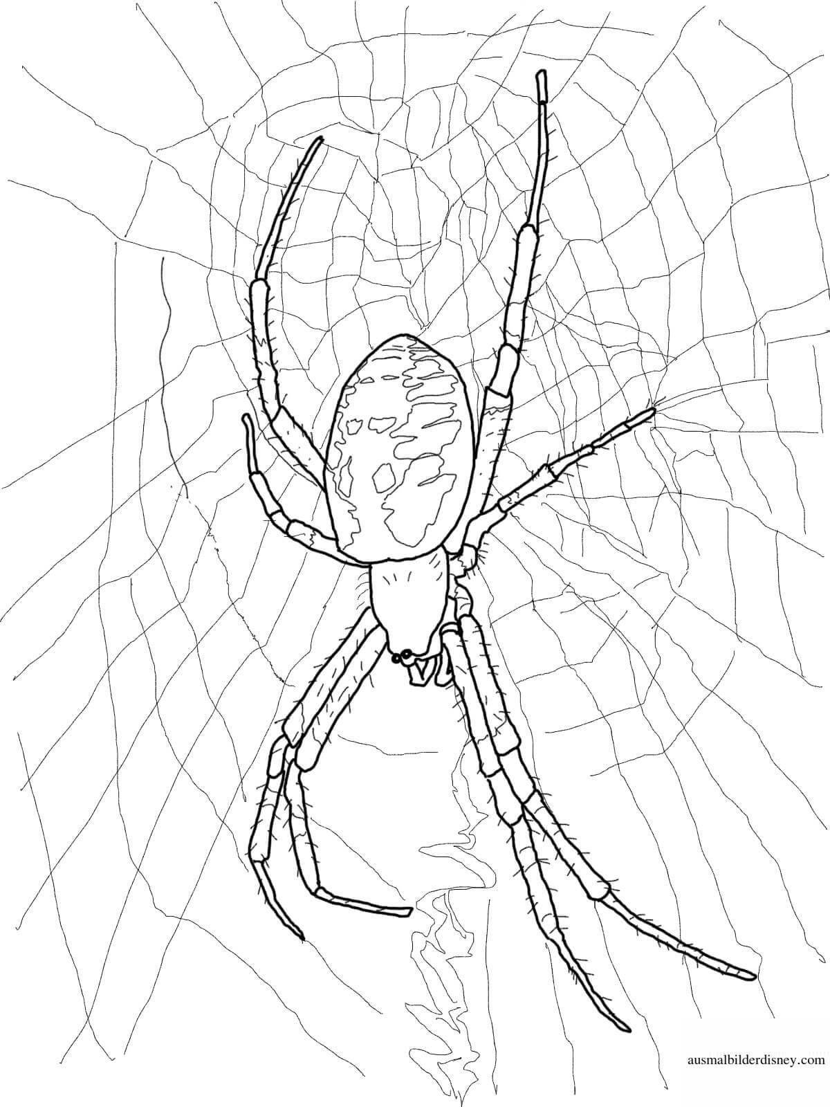 Art coloring black widow spider
