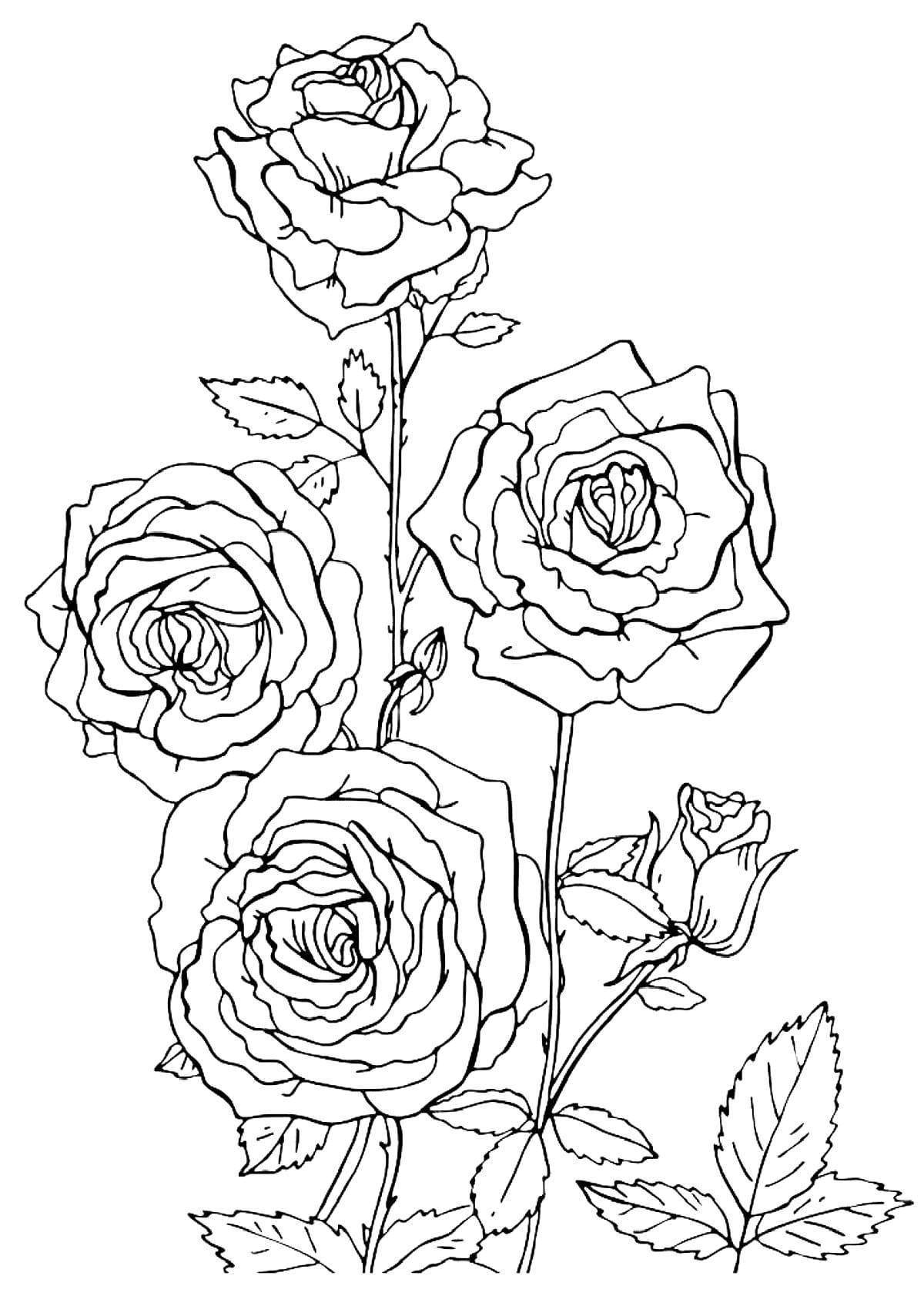 Величественные раскраски розы по номерам