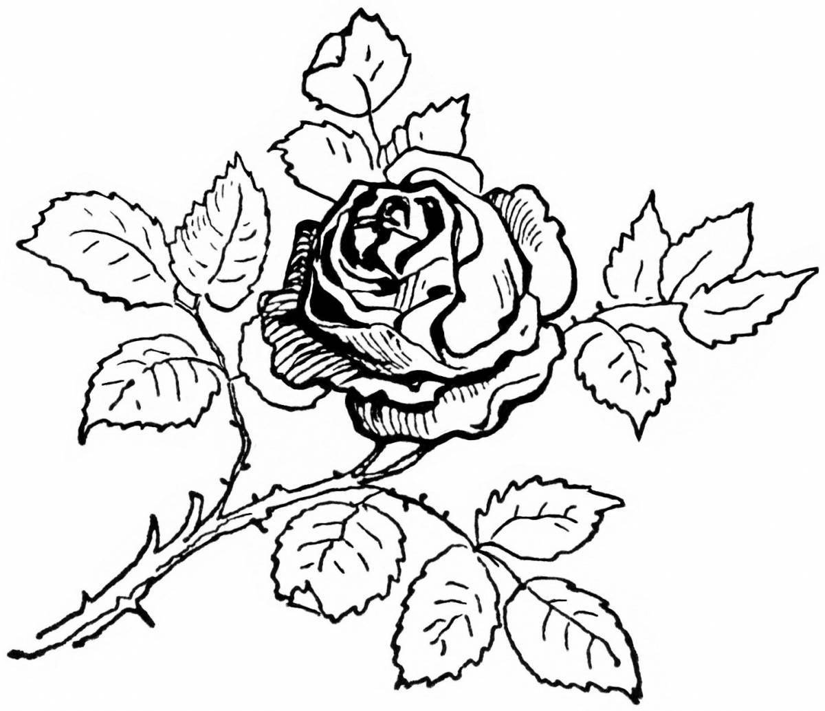 Буйная раскраска розы по номерам
