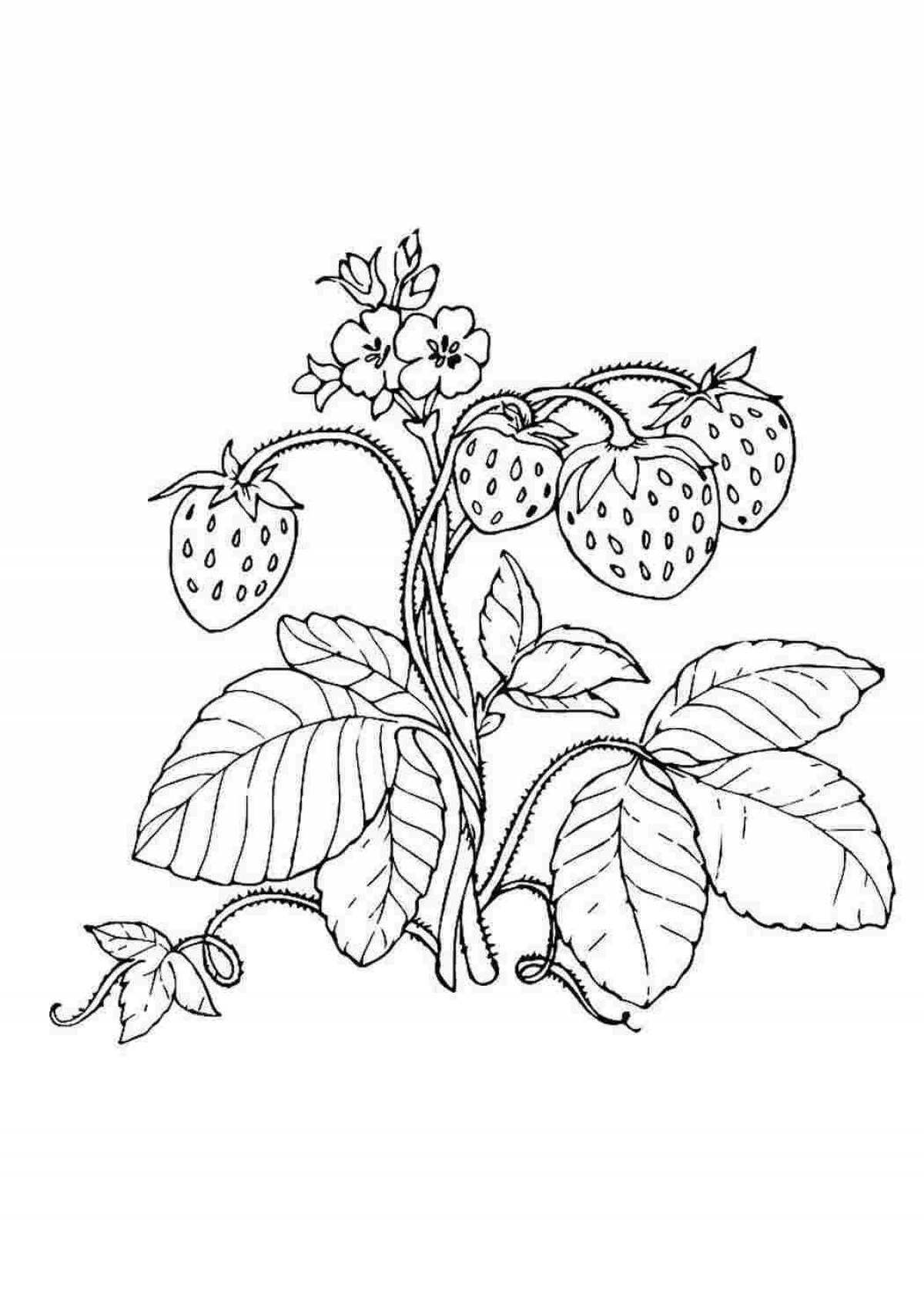 Adorable berry coloring for kids