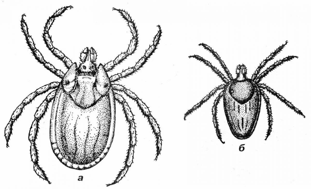 Adorable tick coloring for kids