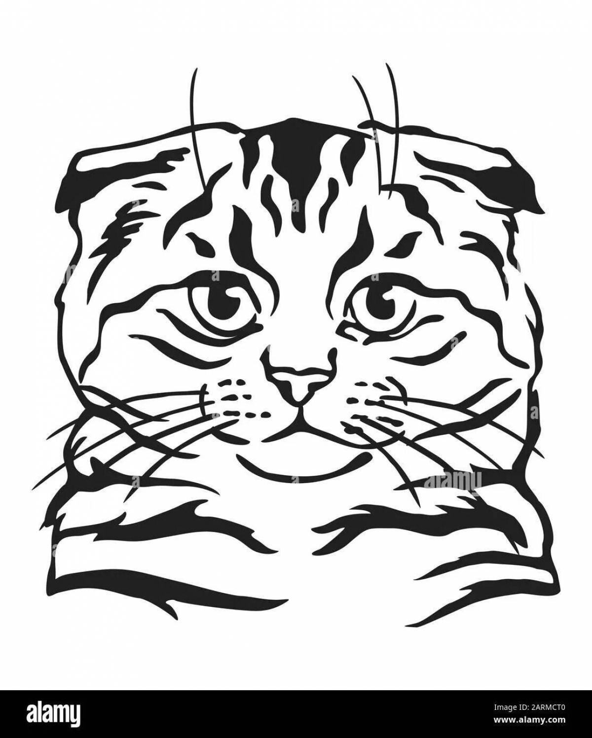 Coloring page cute scottish fold cat