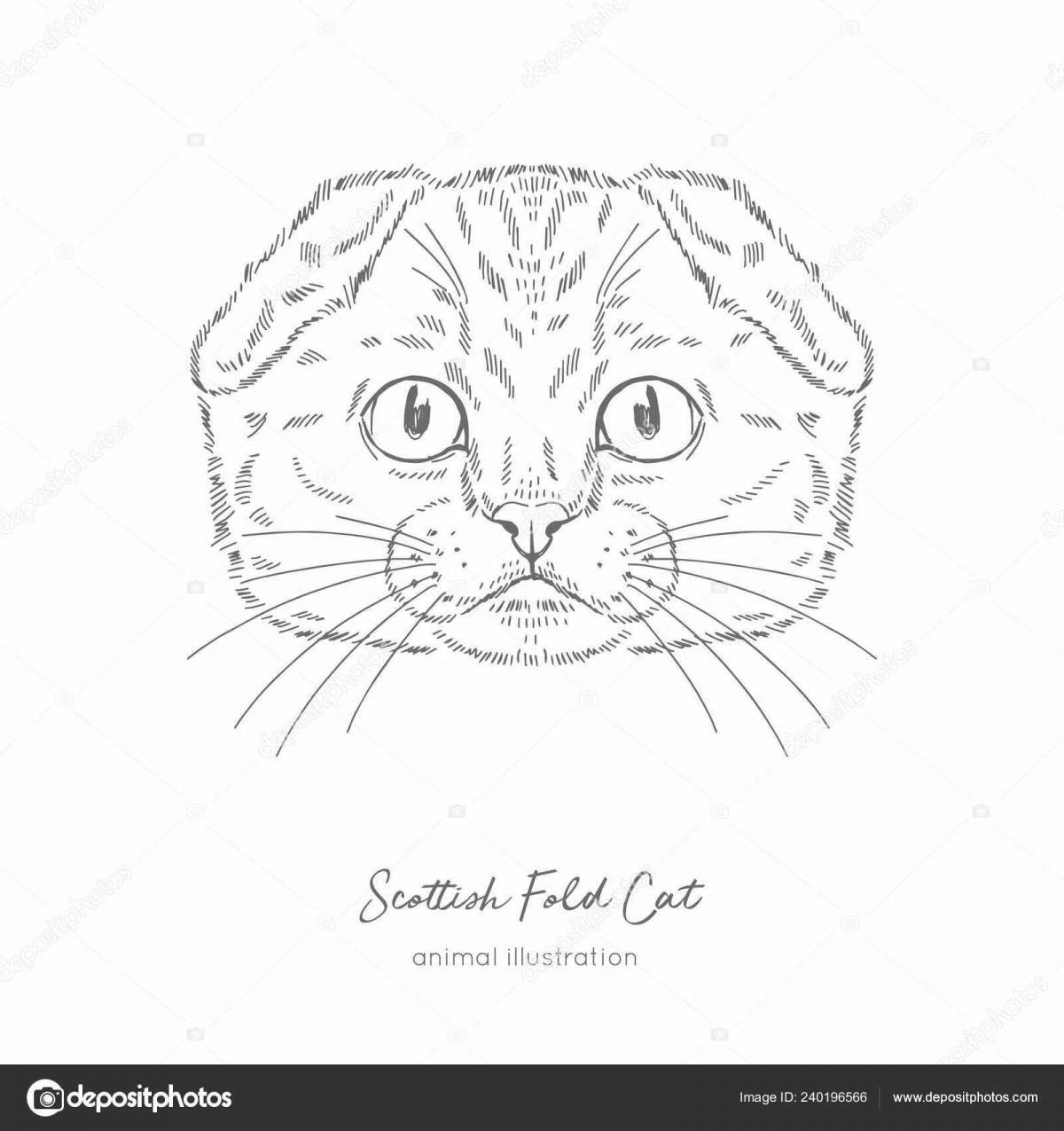 Colouring adorable scottish fold cat