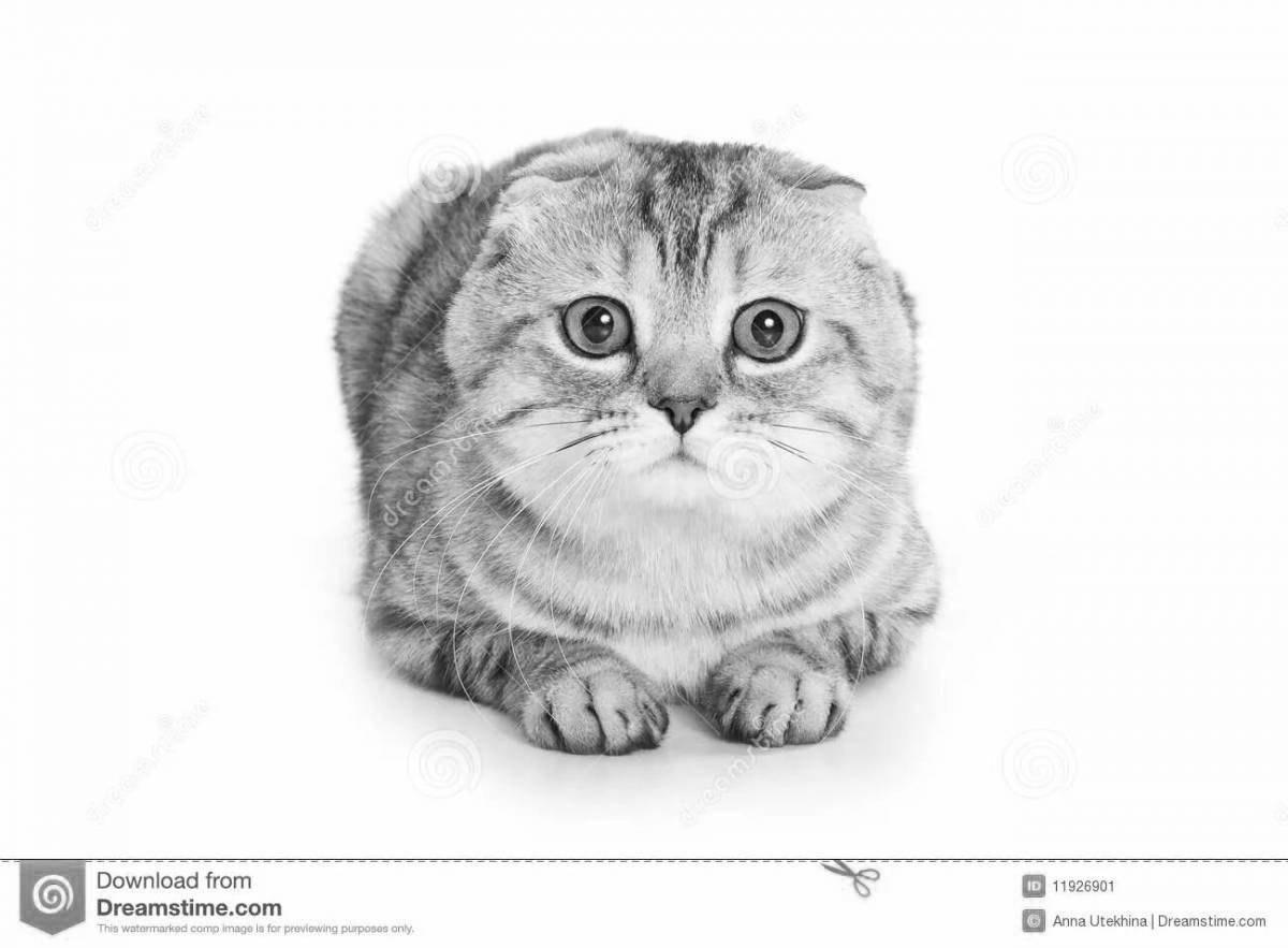Раскраска причудливая шотландская вислоухая кошка