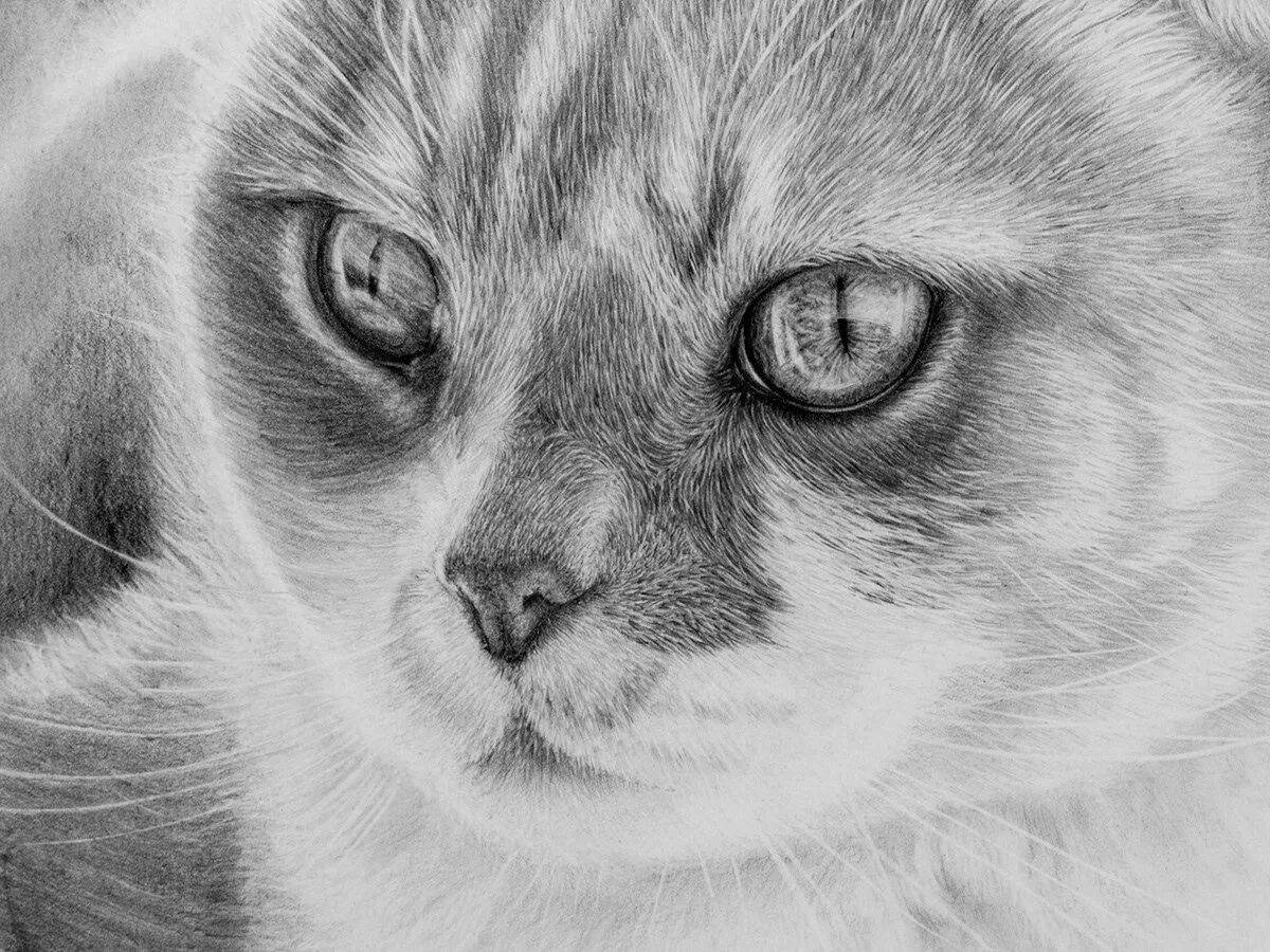 Раскраска красочная шотландская вислоухая кошка