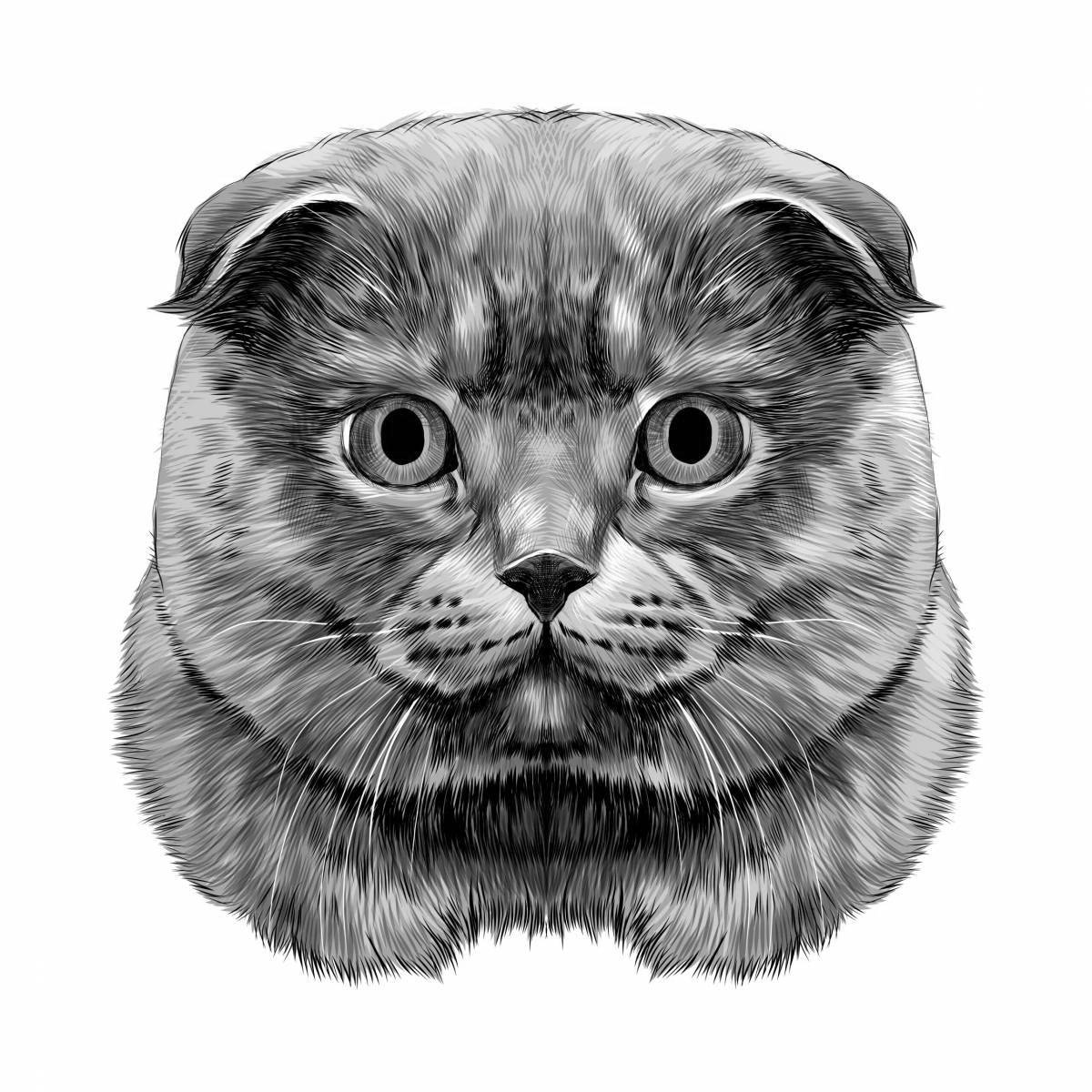 Раскраска веселый шотландский вислоухий кот