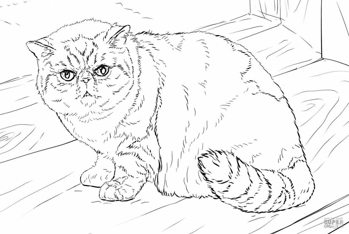 Раскраска симпатичный шотландский вислоухий кот