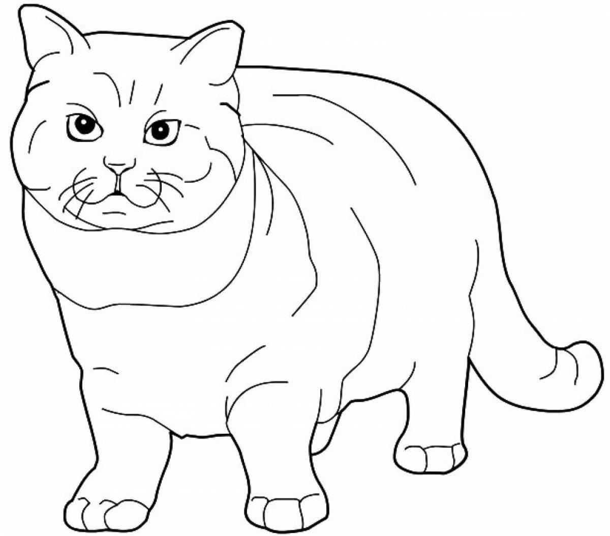 Очаровательная шотландская вислоухая кошка раскраска