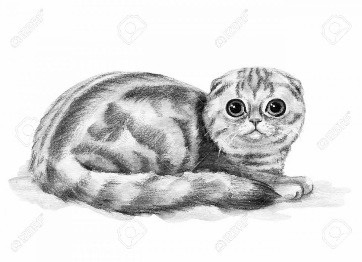 Exquisite scottish fold cat coloring page