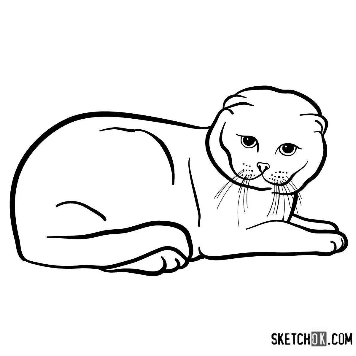 Coloring page wild scottish fold cat