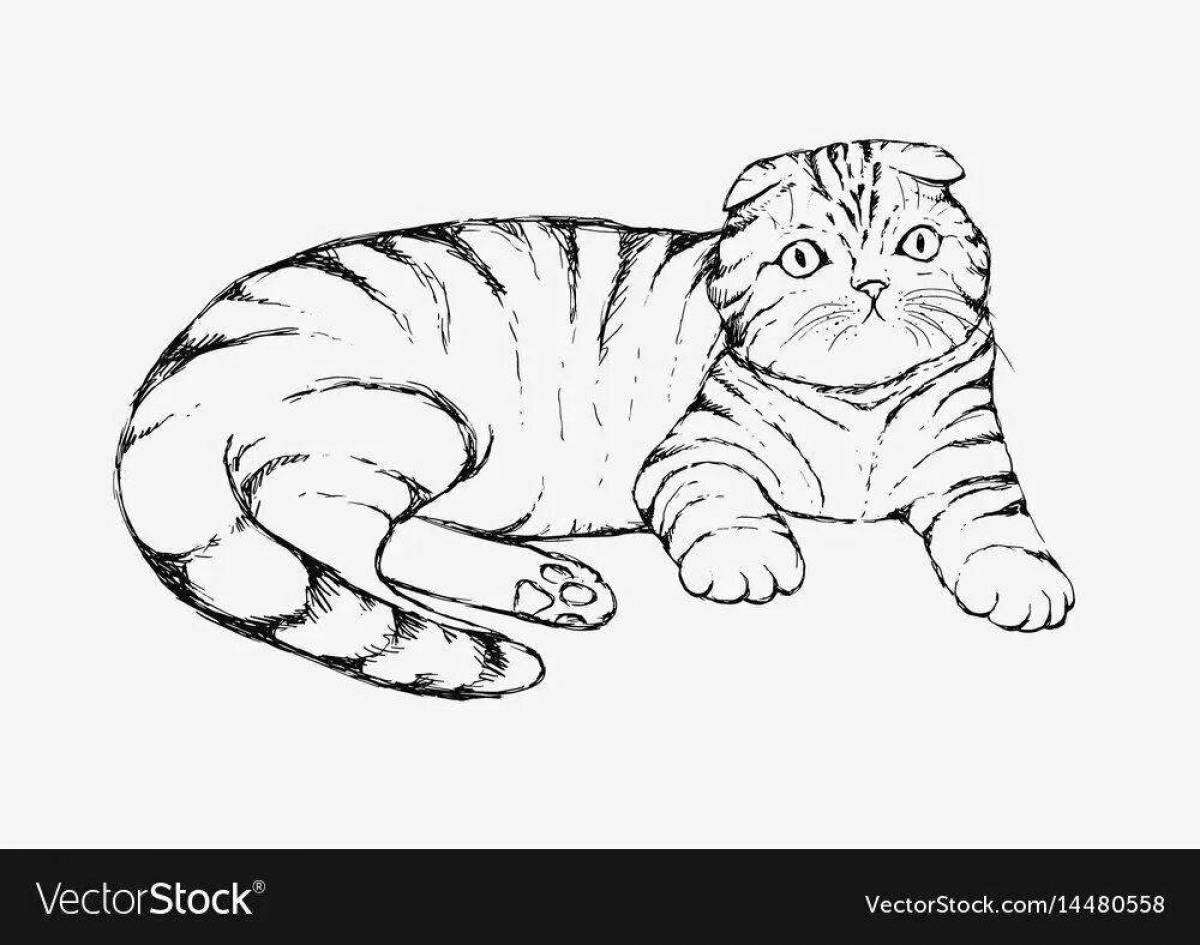 Scottish fold cat #4