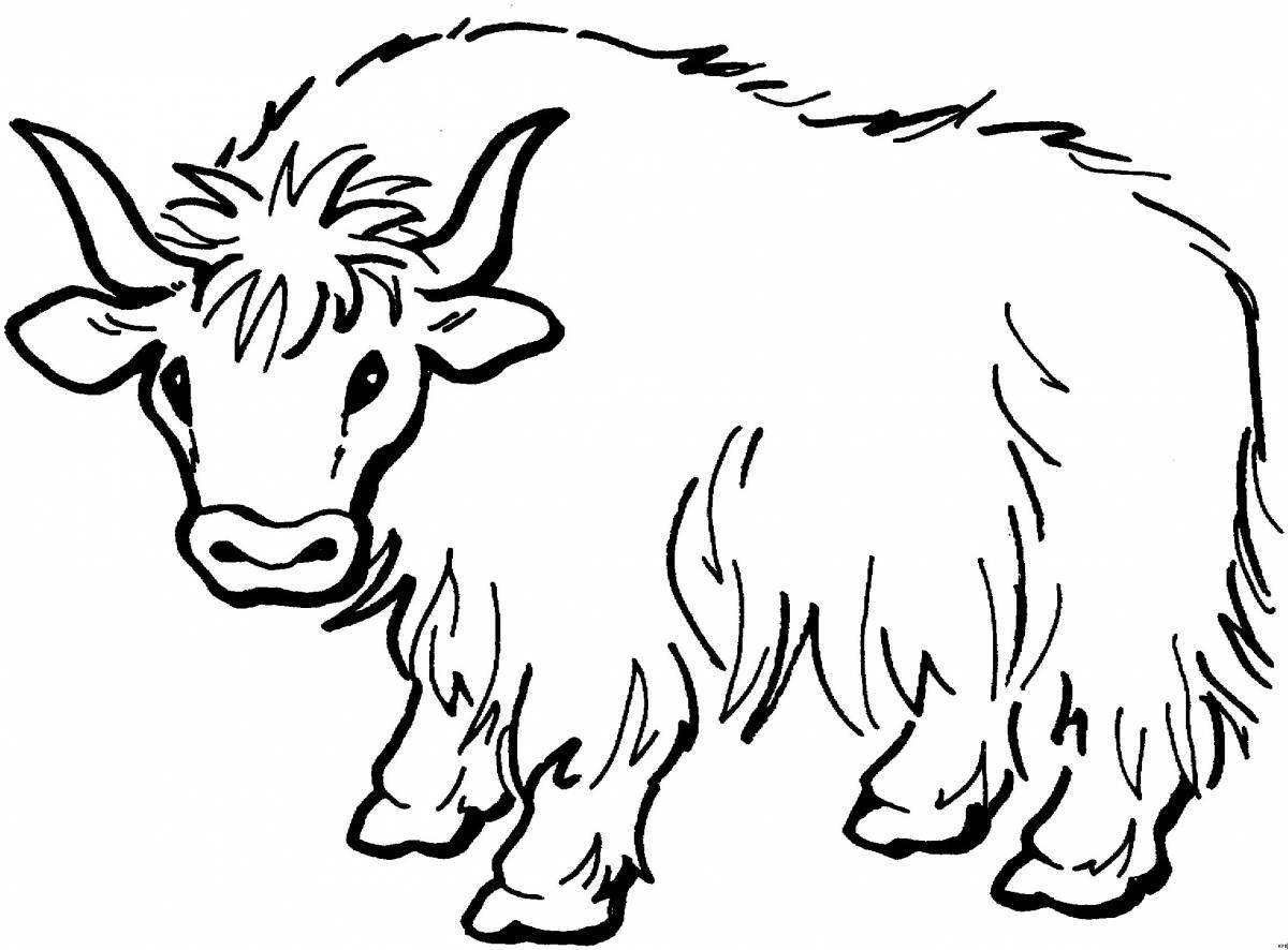Charming musk ox coloring book for kids