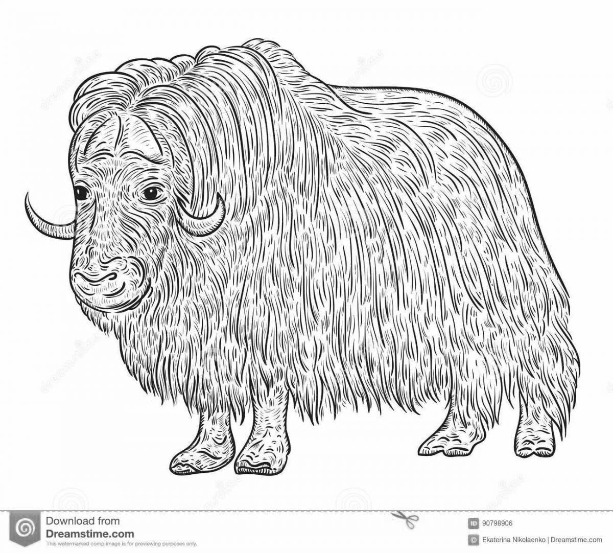 Joyful musk ox coloring pages for kids