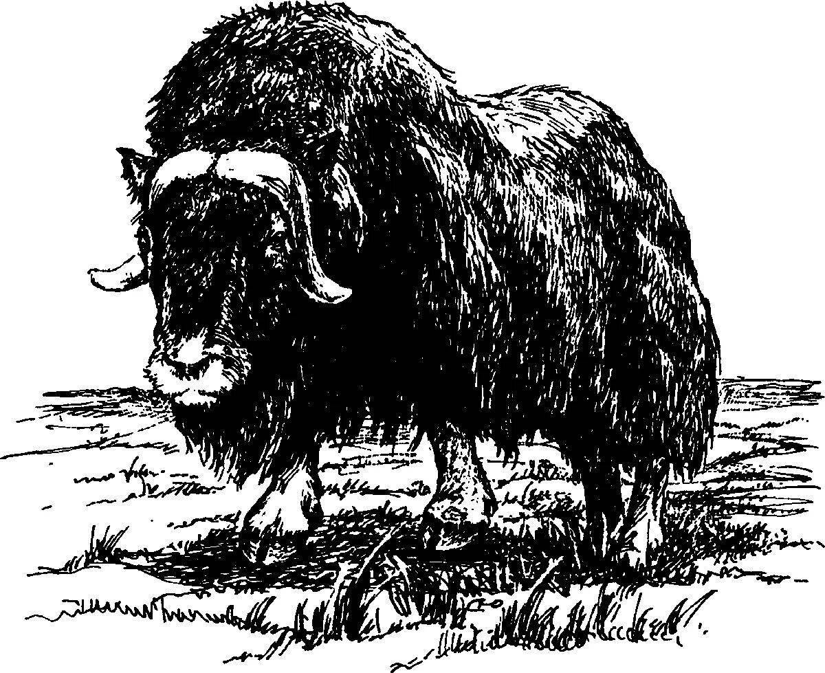 Creative musk ox coloring book for kids