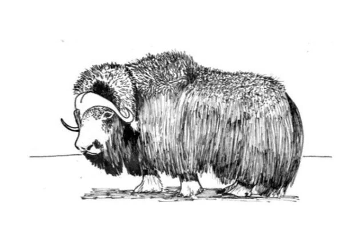 Magic muskox coloring pages for kids