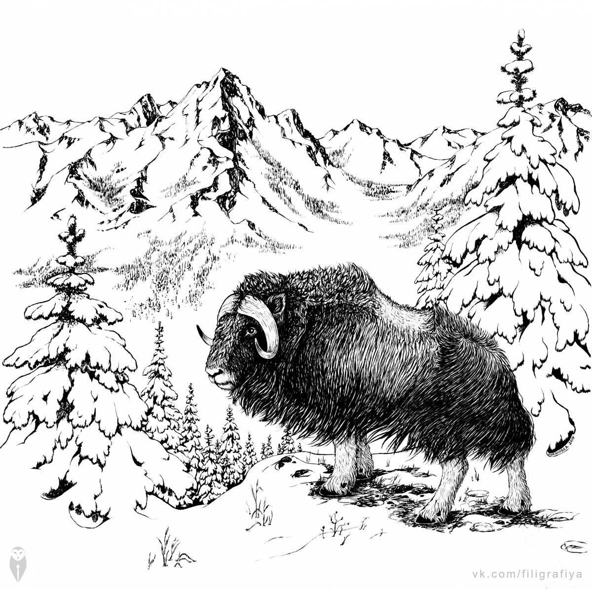 Fancy musk ox coloring for kids