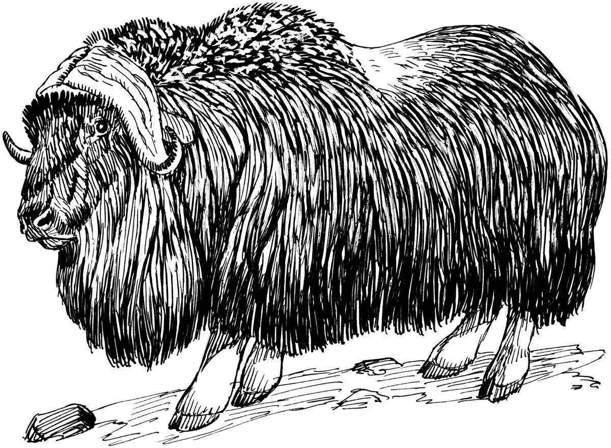Amazing muskox coloring page for kids