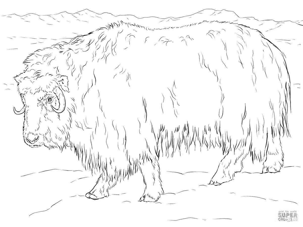 Coloring page happy musk ox for kids
