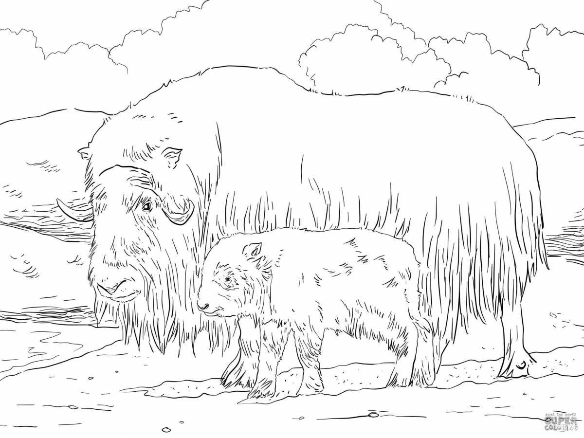 Magic musk ox coloring book for kids